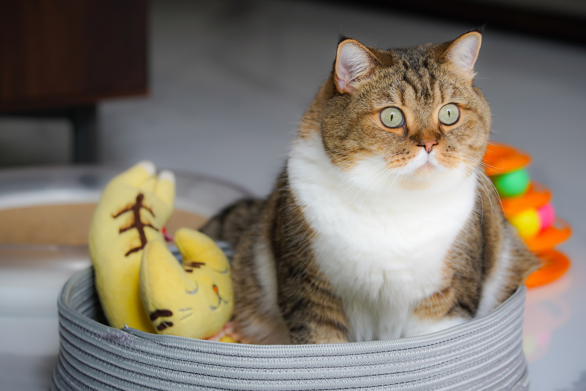 Chat à adopter