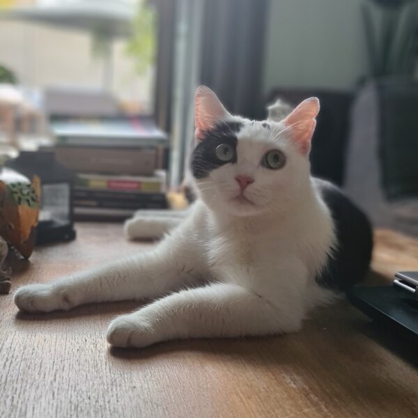 Eloise