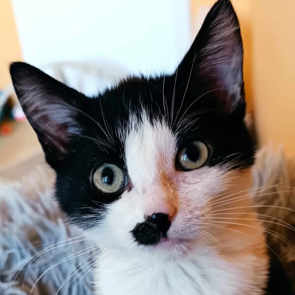 Kali
