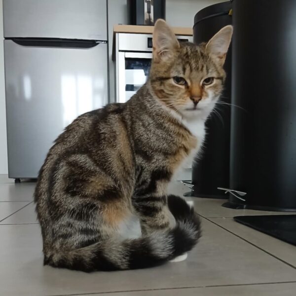 Merlin