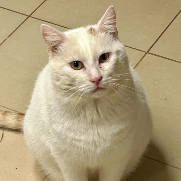 Balthazar