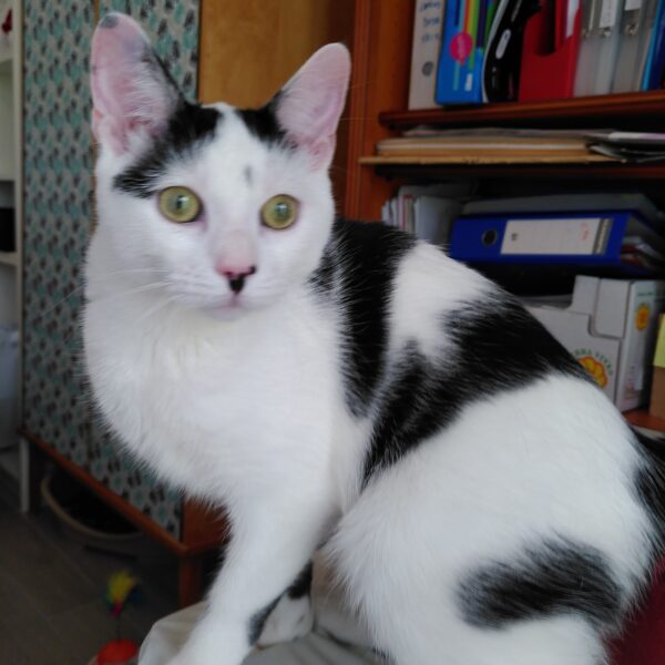 Marguerite – Image 5