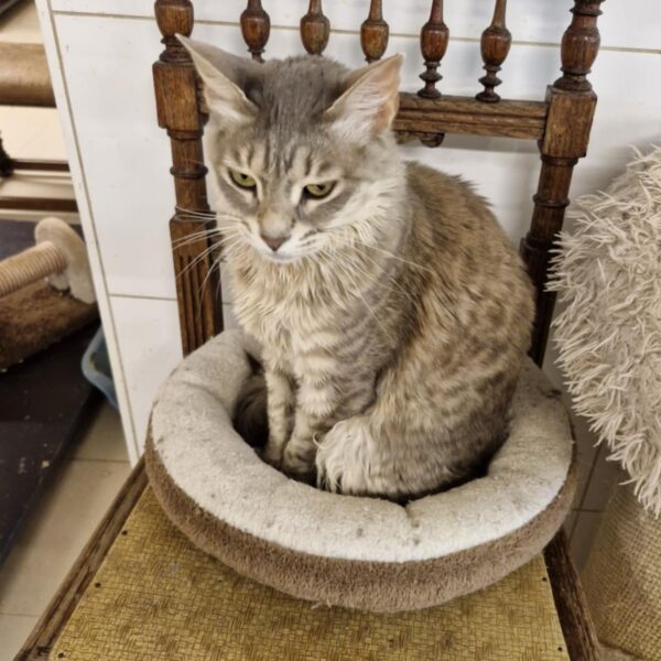 Kitty – Image 2