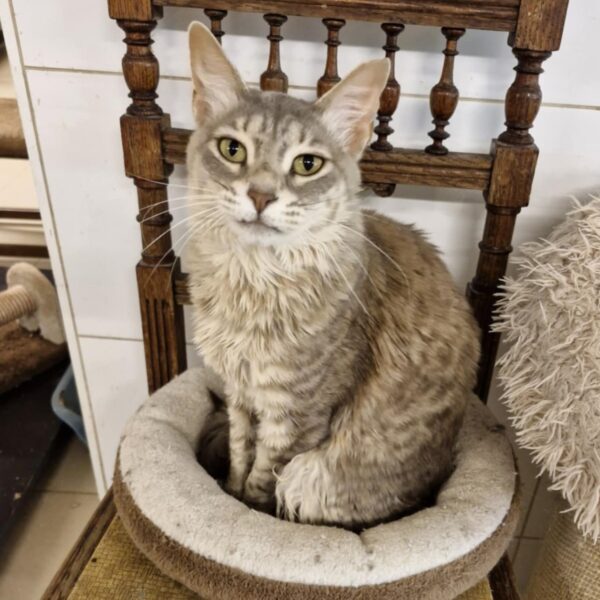 Kitty