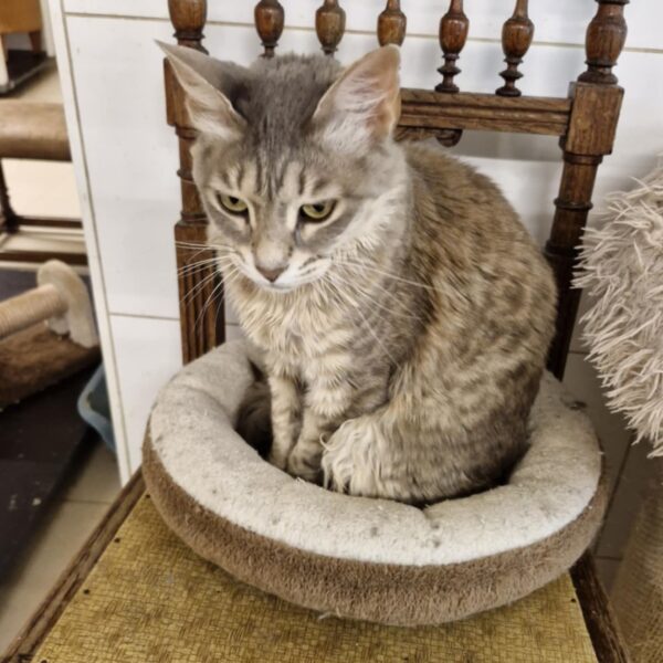 Kitty – Image 3